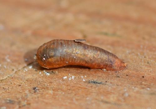 Syrphinae
